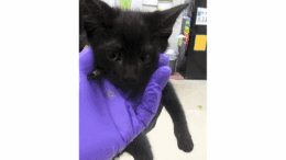 A black kitten held by someone on its head
