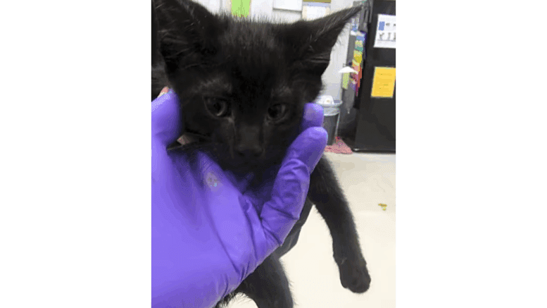 A black kitten held by someone on its head
