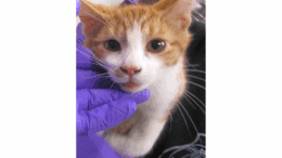 An orange tabby kitten held by someone