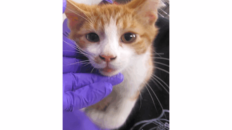 An orange tabby kitten held by someone