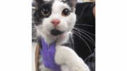 A white/black cat held by someone