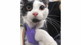 A white/black cat held by someone