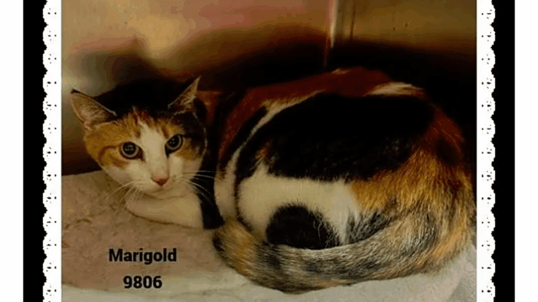 A calico cat snuggling inside a cage