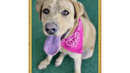 A gold retriever with tongue's out