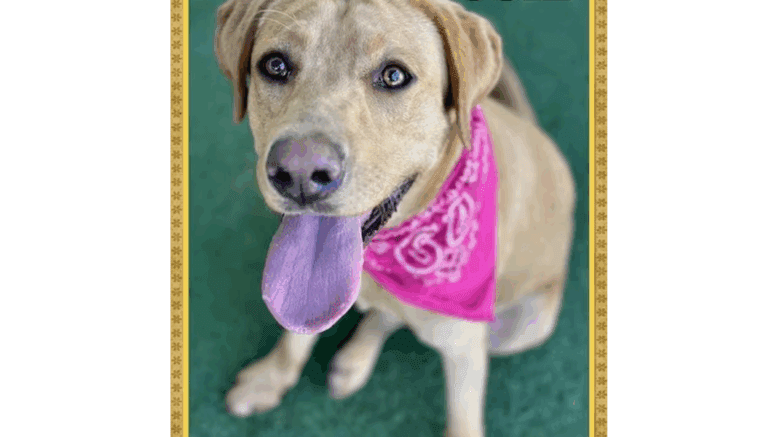 A gold retriever with tongue's out