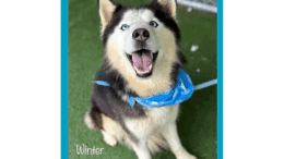 A black/white Siberian husky looking happy