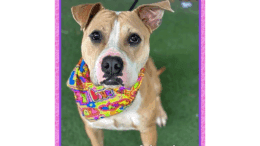 A brown/white American pit bull terrier with a colorful scarf