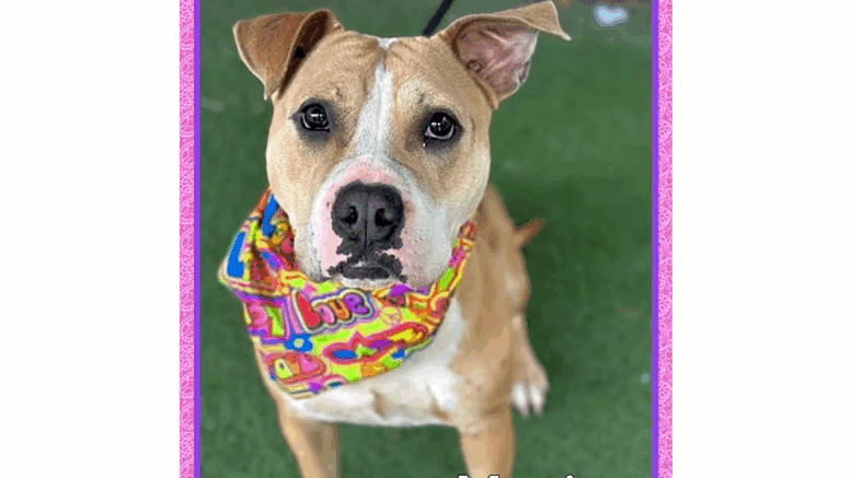A brown/white American pit bull terrier with a colorful scarf