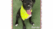 A black American pit bull terrier with a yellow scarf