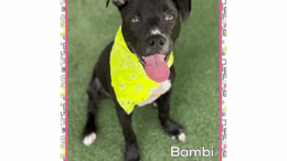 A black American pit bull terrier with a yellow scarf