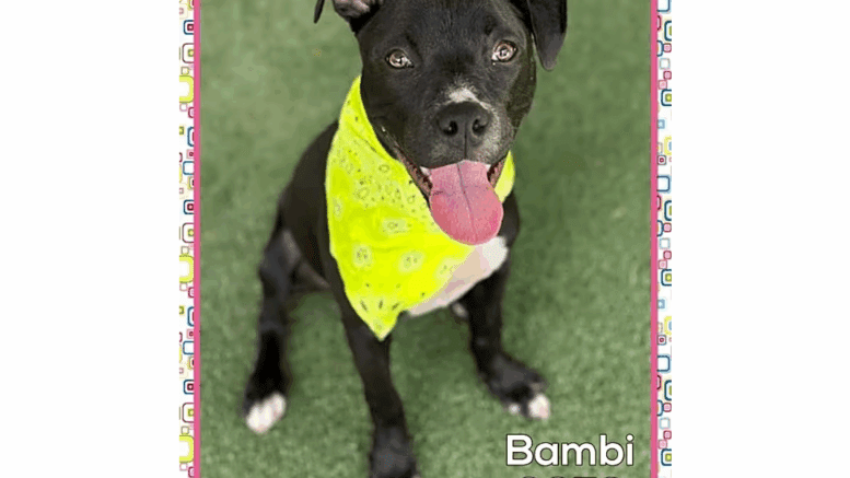 A black American pit bull terrier with a yellow scarf