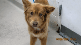 A ginger Australian shepherd looking at the camera