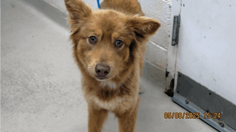 A ginger Australian shepherd looking at the camera