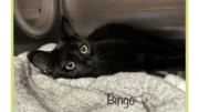 A black cat inside a cage
