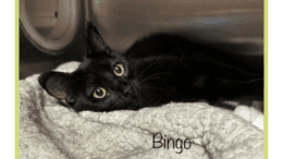 A black cat inside a cage