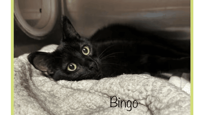 A black cat inside a cage