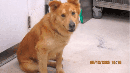 A gold golden retriever looking sad