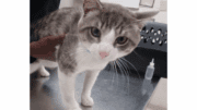 A grey tabby/white cat standing on a table