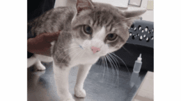 A grey tabby/white cat standing on a table