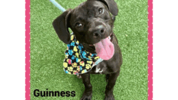 A black labrador retriever looking goofy