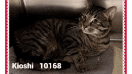 A tabby cat inside a cage