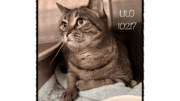 A brown tabby cat inside a cage, looking outside