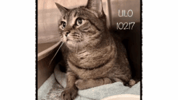 A brown tabby cat inside a cage, looking outside