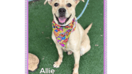 A tan/white terrier with a colorful scarf, looking happy