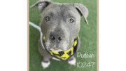 A grey tabby American pit bull terrier looking directly at the camera
