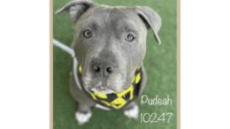 A grey tabby American pit bull terrier looking directly at the camera