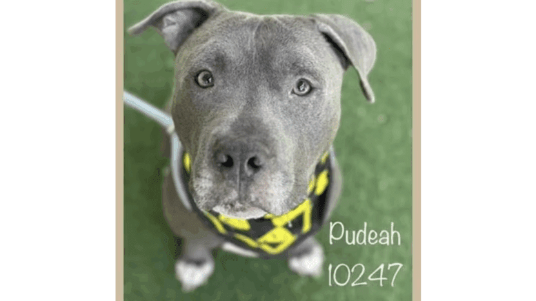 A grey tabby American pit bull terrier looking directly at the camera