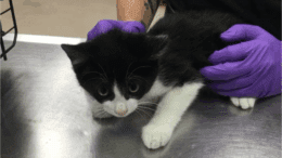 A black/white kitten held by someone on a table