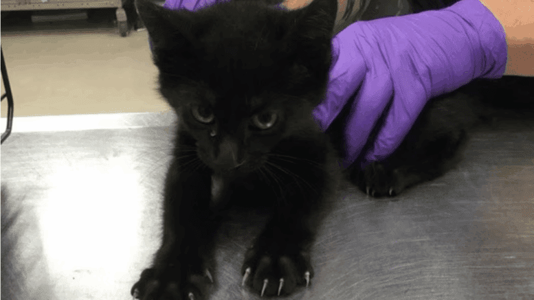 A black kitten held by someone behind