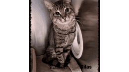 A brown tabby cat sitting inside a cage, looking at the camera