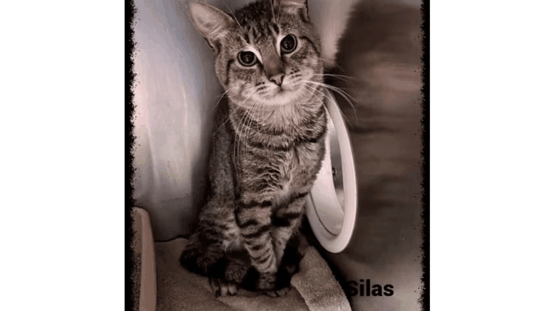 A brown tabby cat sitting inside a cage, looking at the camera