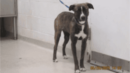 A brindle/white American pit bull terrier with a blue leash
