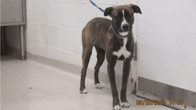 A brindle/white American pit bull terrier with a blue leash