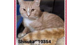 An orange tabby cat looking angry