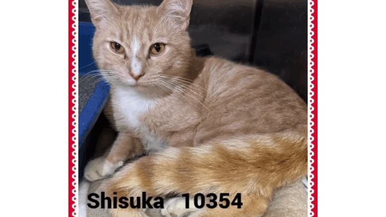An orange tabby cat looking angry