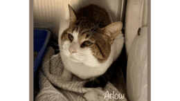 A brown tabby/white cat loafed inside a cage