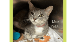 A grey/white cat inside a cage, looking angry