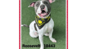 A white/grey American pit bull terrier with a black scarf