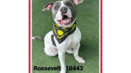 A white/grey American pit bull terrier with a black scarf