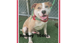 A tan/white American pit bull terrier with a leash, looking happy