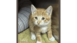 An orange tabby kitten inside a cage, looking sad