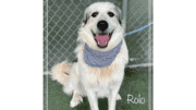 A white great Pyrenees looking happy