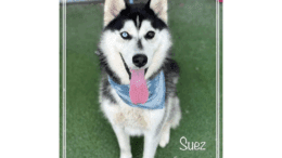 A black/white Siberian husky with tongue's out