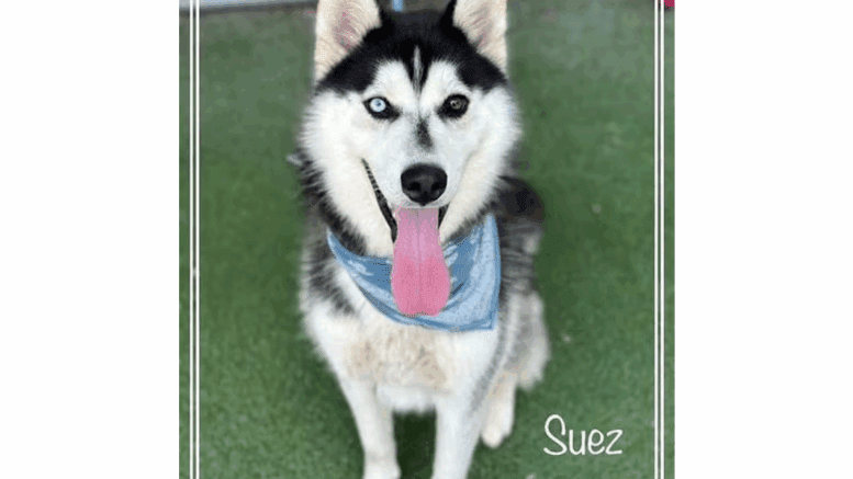 A black/white Siberian husky with tongue's out