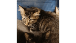A tabby kitten looking afraid