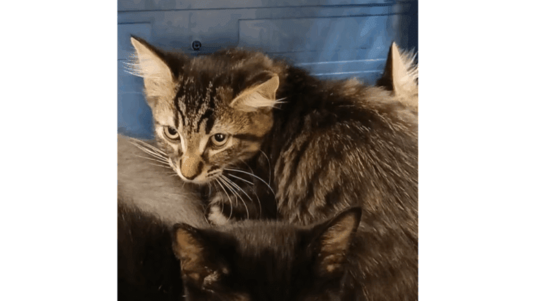 A tabby kitten looking afraid